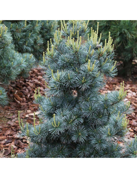 Sosna drobnokwiatowa Pinus parviflora Blauer Engel