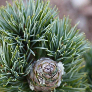 Beran Pinus parviflora Sosna drobnokwiatowa