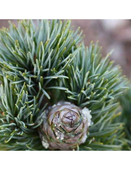 Beran Pinus parviflora Sosna drobnokwiatowa