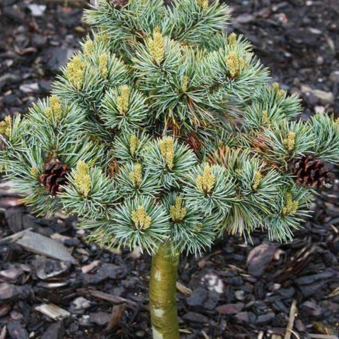 Sosna drobnokwiatowa Beran Pinus parviflora