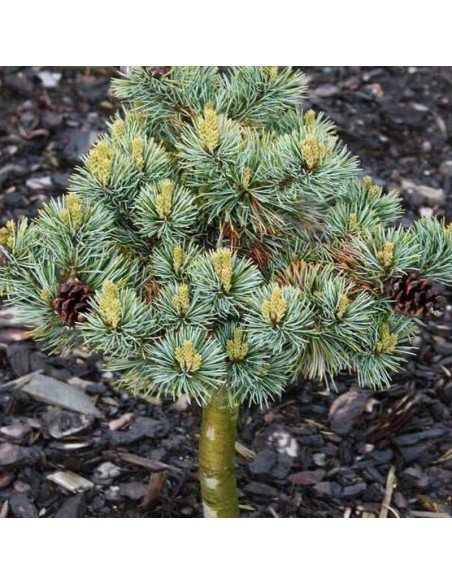 Sosna drobnokwiatowa Beran Pinus parviflora