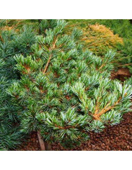 Sosna drobnokwiatowa Pinus parviflora Beran