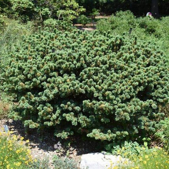 Sosna drobnokwiatowa Adcock's Dwarf Pinus parviflora