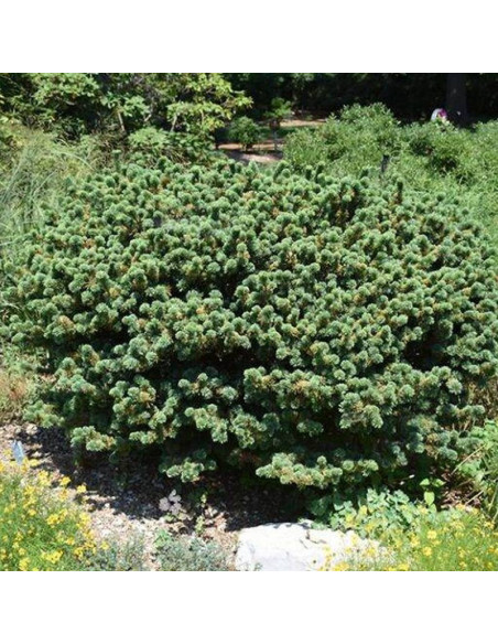 Sosna drobnokwiatowa Adcock's Dwarf Pinus parviflora