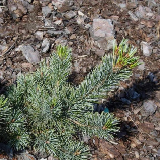 Sosna drobnokwiatowa Adcock's Dwarf Pinus parviflora 2