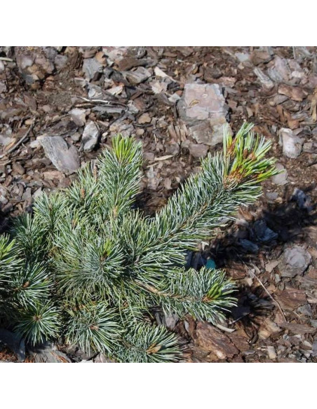 Adcock's Dwarf Pinus parviflora Sosna drobnokwiatowa