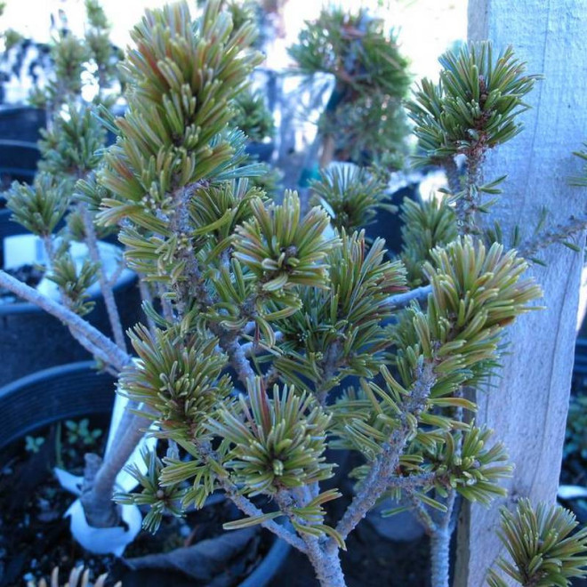 Sosna drobnokwiatowa Pinus parviflora Adcock's Dwarf