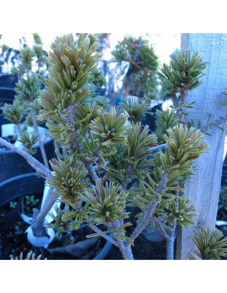 Sosna drobnokwiatowa Pinus parviflora Adcock's Dwarf