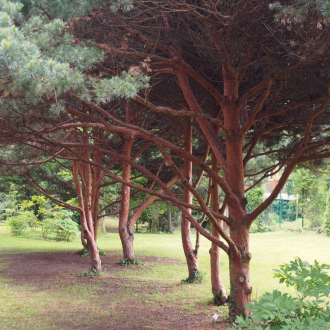 Pinus parviflora Sosna drobnokwiatowa