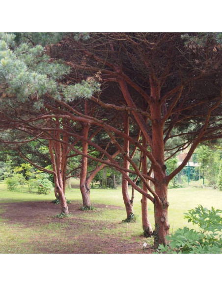 Pinus parviflora Sosna drobnokwiatowa