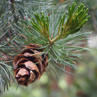 Pinus parviflora Sosna drobnokwiatowa 2