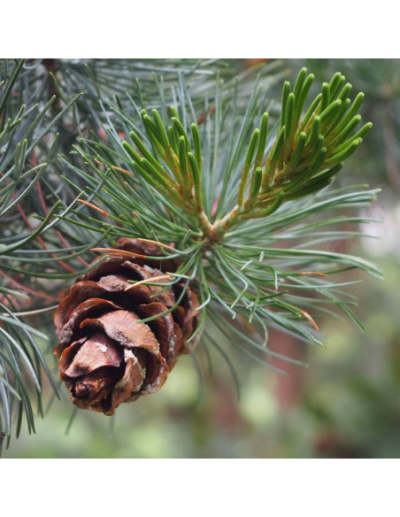 Sosna drobnokwiatowa Pinus parviflora