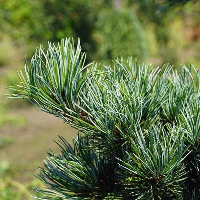 Sosna Pinus Parviflora Drobnokwiatowa