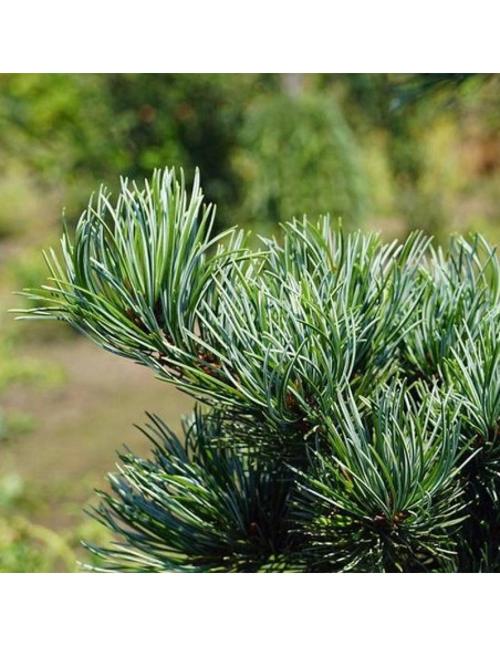 Sosna Pinus Parviflora Drobnokwiatowa