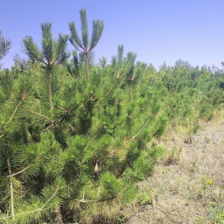 odm. krymska Pinus nigra Sosna czarna 2