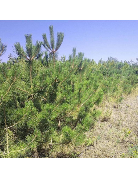 Sosna czarna odm. krymska Pinus nigra