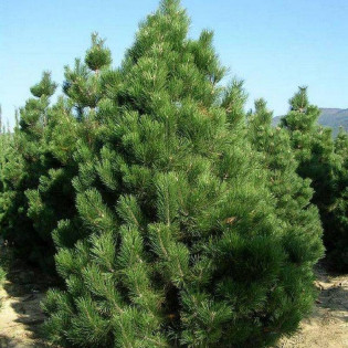 Sosna czarna odm. austriacka Pinus nigra