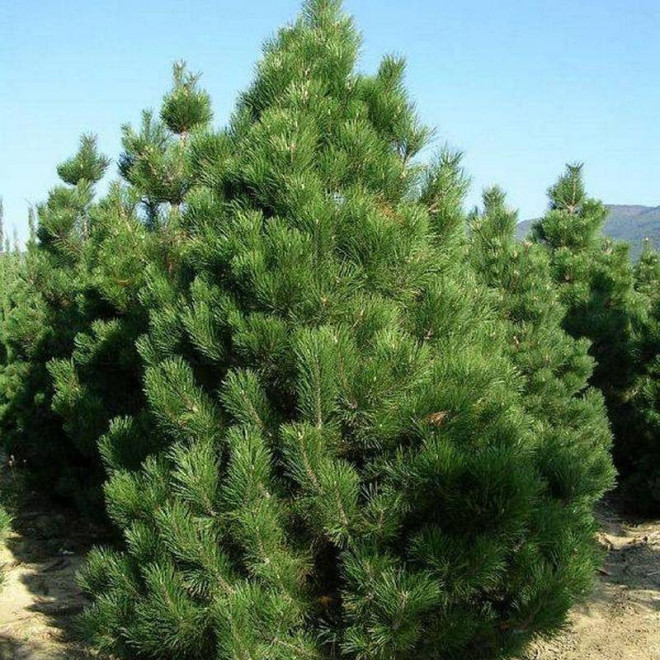 Sosna czarna odm. austriacka Pinus nigra