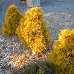 Sosna pospolita Moseri Pinus sylvestris