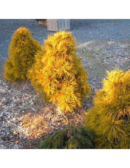 Sosna pospolita Moseri Pinus sylvestris