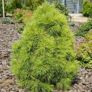 Sosna pospolita Moseri Pinus sylvestris 2