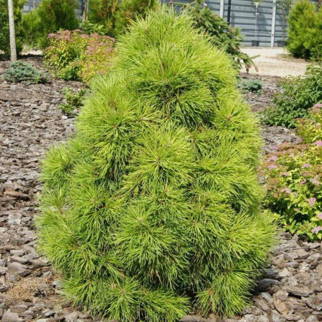 Moseri Pinus sylvestris Sosna pospolita