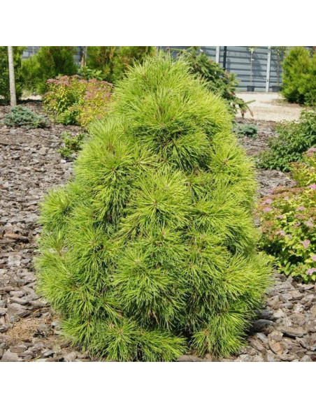 Moseri Pinus sylvestris Sosna pospolita