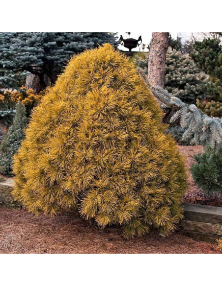 Sosna pospolita Pinus sylvestris Moseri