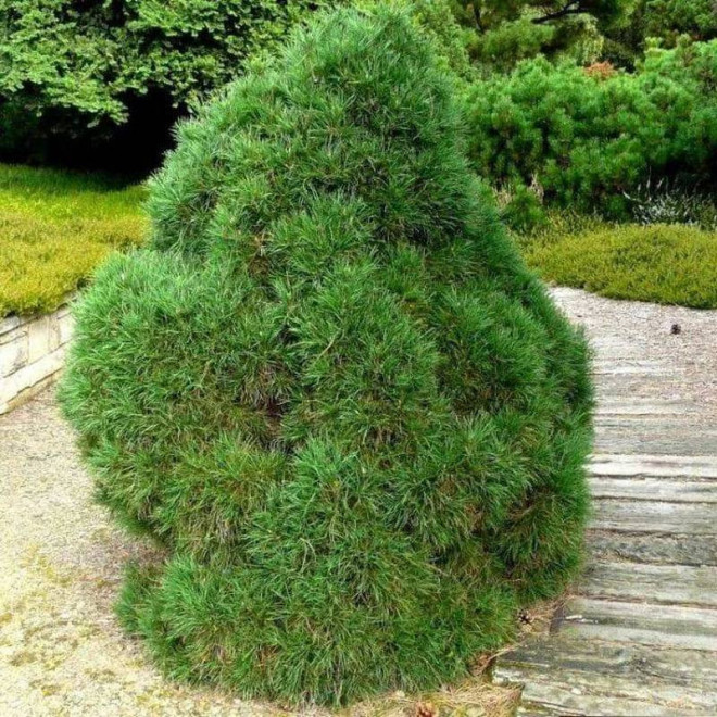 Globosa Viridis Pinus sylvestris Sosna pospolita