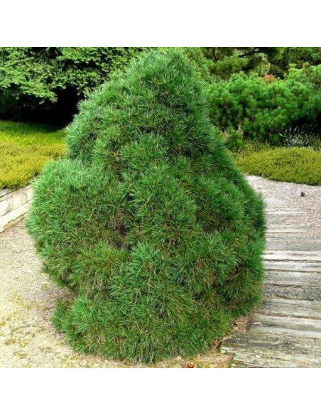 Globosa Viridis Pinus sylvestris Sosna pospolita