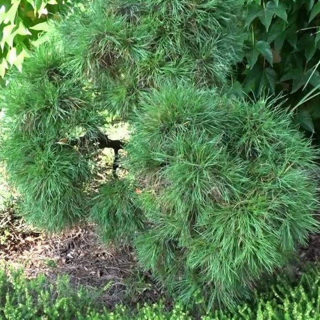 Sosna pospolita Globosa Viridis Pinus sylvestris