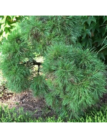 Sosna pospolita Globosa Viridis Pinus sylvestris