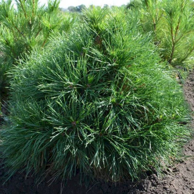 Sosna pospolita Pinus sylvestris Globosa Viridis