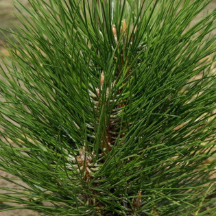 Sosna czarna Zimmer Pinus nigra