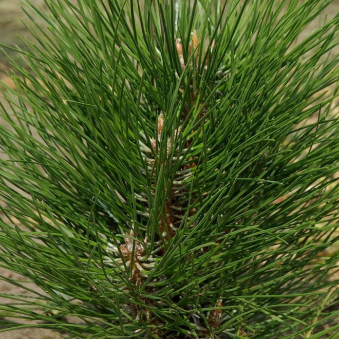 Sosna czarna Zimmer Pinus nigra