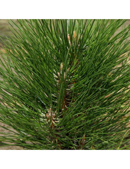 Sosna czarna Zimmer Pinus nigra