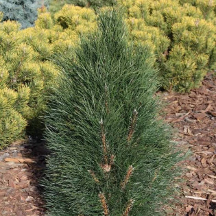 Sosna czarna Zimmer Pinus nigra 2