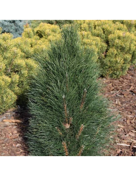 Zimmer Pinus nigra Sosna czarna