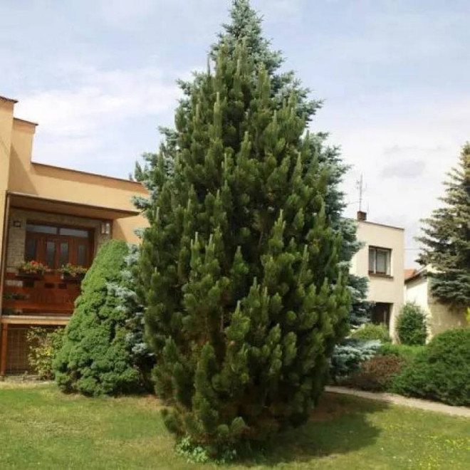 Pyramidalis Pinus nigra Sosna czarna
