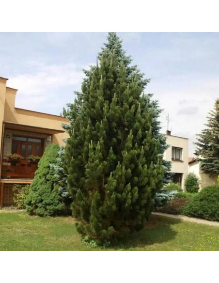 Pyramidalis Pinus nigra Sosna czarna