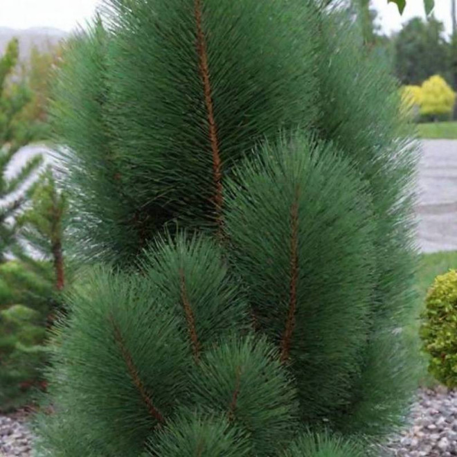 Sosna czarna Pyramidalis Pinus nigra