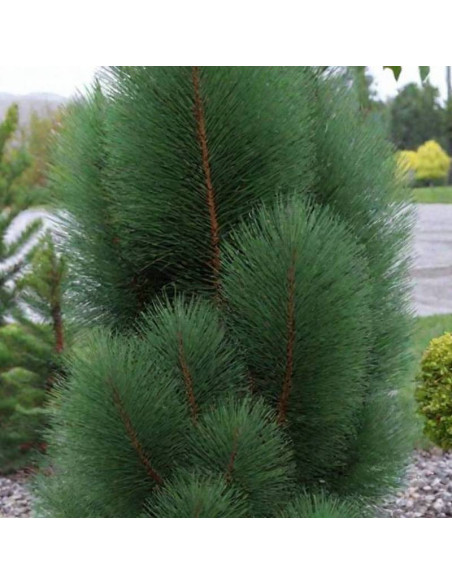 Sosna czarna Pyramidalis Pinus nigra