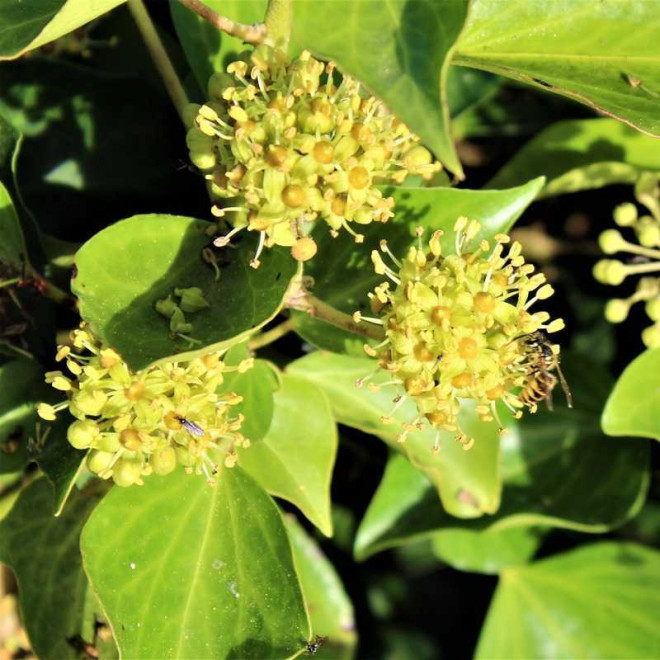 Bluszcz pospolity Arborescens Hedera helix