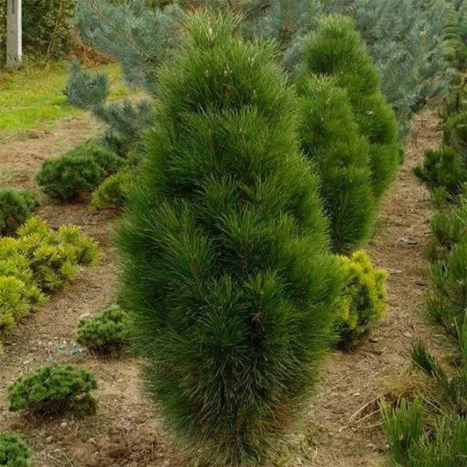 Sosna czarna Pinus nigra Pyramidalis