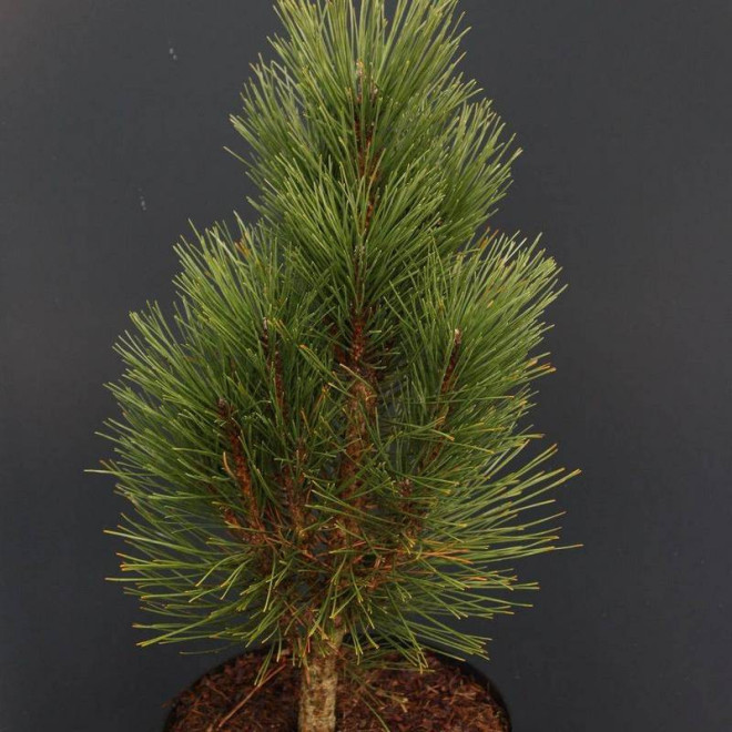 Sosna czarna Obelisk Pinus nigra