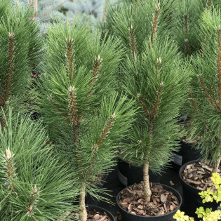 Sosna czarna Obelisk Pinus nigra 2