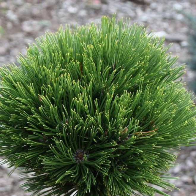 Sosna bośniacka Smidtii Pinus heldreichii