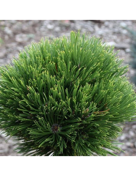 Sosna bośniacka Smidtii Pinus heldreichii