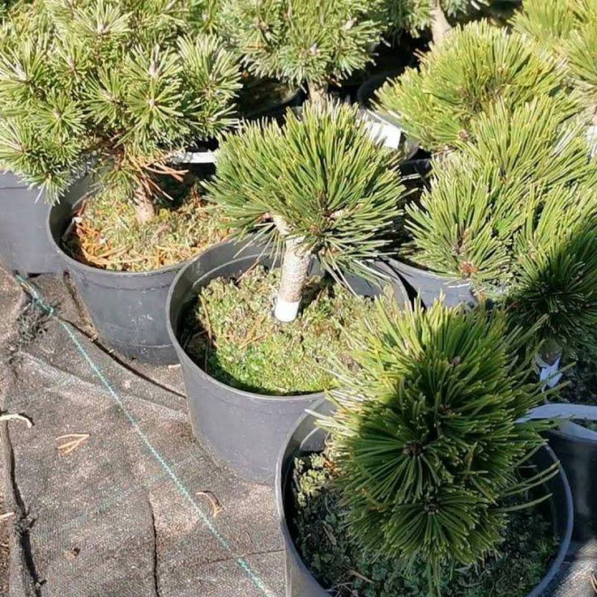 Smidtii Pinus heldreichii Sosna bośniacka