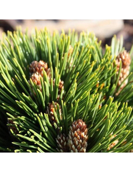 Sosna bośniacka Pinus heldreichii Smidtii